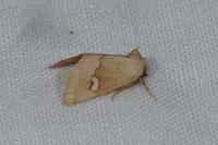 Haemerosia renalis