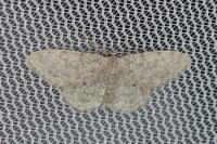 Idaea typicata
