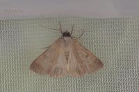 Lygephila craccae