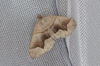 Scotopteryx angularia