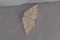 Scotopteryx