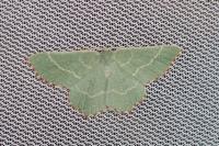 Thalera fimbrialis