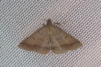 Zanclognatha lunalis