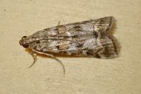 Dioryctria sylvestrella