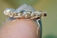 Dioryctria sylvestrella