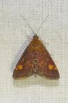 Pyrausta aurata