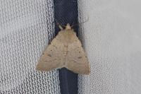 Caradrina aspersa