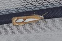 Catoptria mytilella