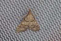 Metasia cuencalis bourgognei