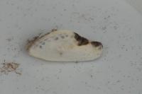 Cilix glaucata