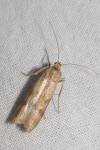 Homoeosoma sinuella