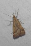 Synaphe punctalis