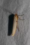 Eilema caniola