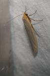Eilema caniola
