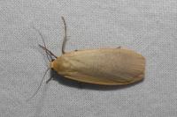 Collita griseola