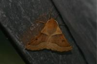 Crocallis elinguaria