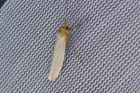 Eilema caniola