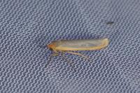 Manulea complana