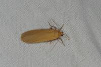 Wittia sororcula