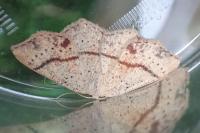 Cyclophora punctaria