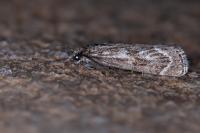 Catoptria muellerrutzi/zermattensis