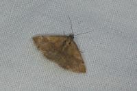 Phytometra viridaria