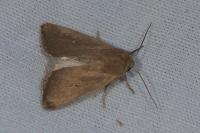 Mythimna sicula