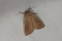Mythimna ferrago