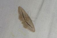 Idaea mediaria