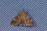 Hypsopygia rubidalis