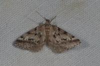 Eumannia oranaria