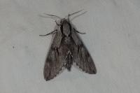 Hyloicus pinastri/maurorum