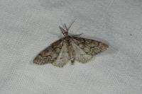 Tephronia sepiaria