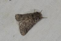 Thaumetopoea pityocampa