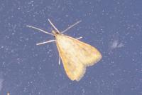 Udea ferrugalis