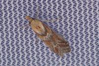 Ancylosis cinnamomella