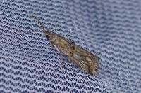 Asalebria florella