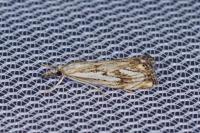 Catoptria falsella