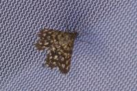 Chiasmia clathrata