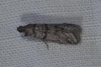 Episcythrastis tabidella