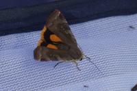 Noctua janthe