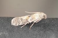 Phycita roborella