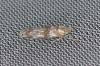 Pempelia alpigenella