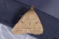 Zanclognatha zelleralis