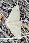 Idaea