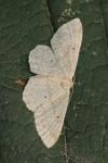 Idaea biselata