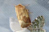Malacosoma castrense
