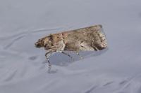 Acrobasis legatea