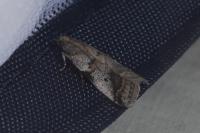Acrobasis glaucella/fallouella