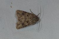 Anarta pugnax